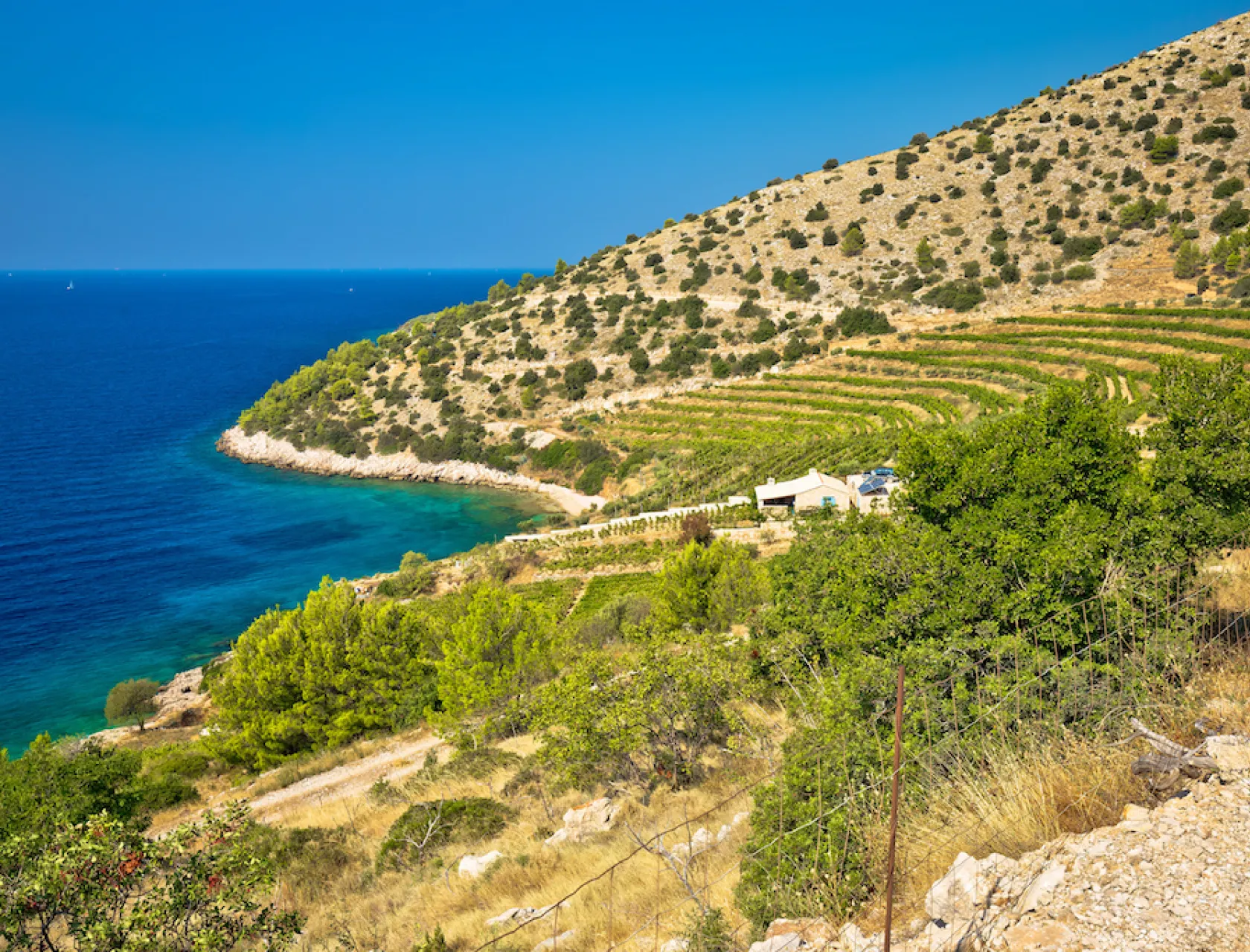 Vineyard and beach of Brac island coast Dalmatia Croa