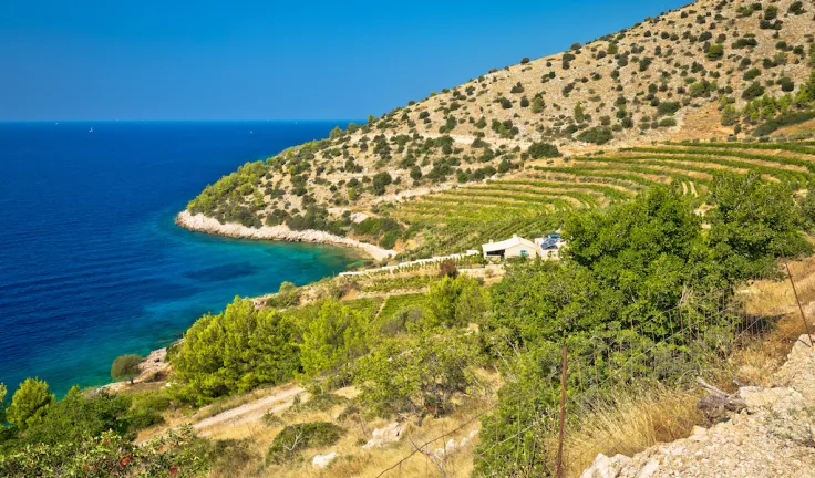 Vineyard and beach of Brac island coast Dalmatia Croa