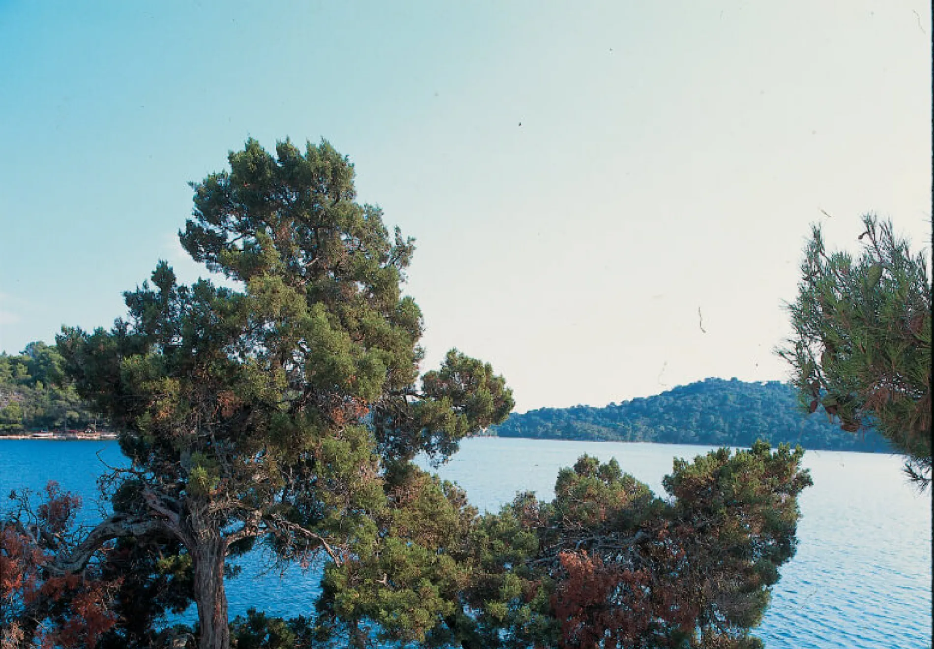 Mljet