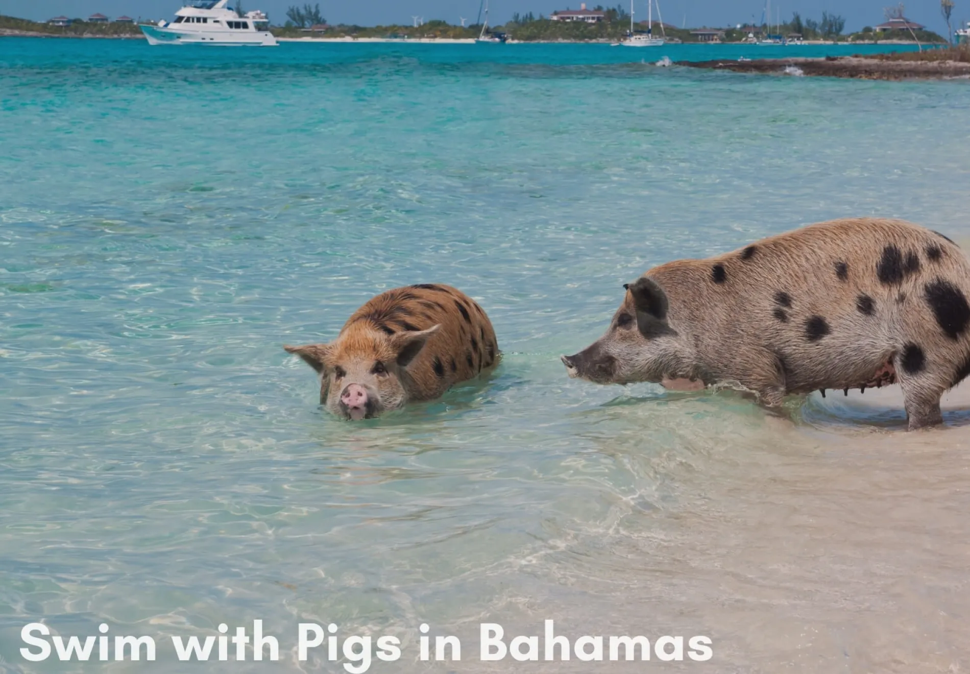 Swim with Pigs in Bahamas