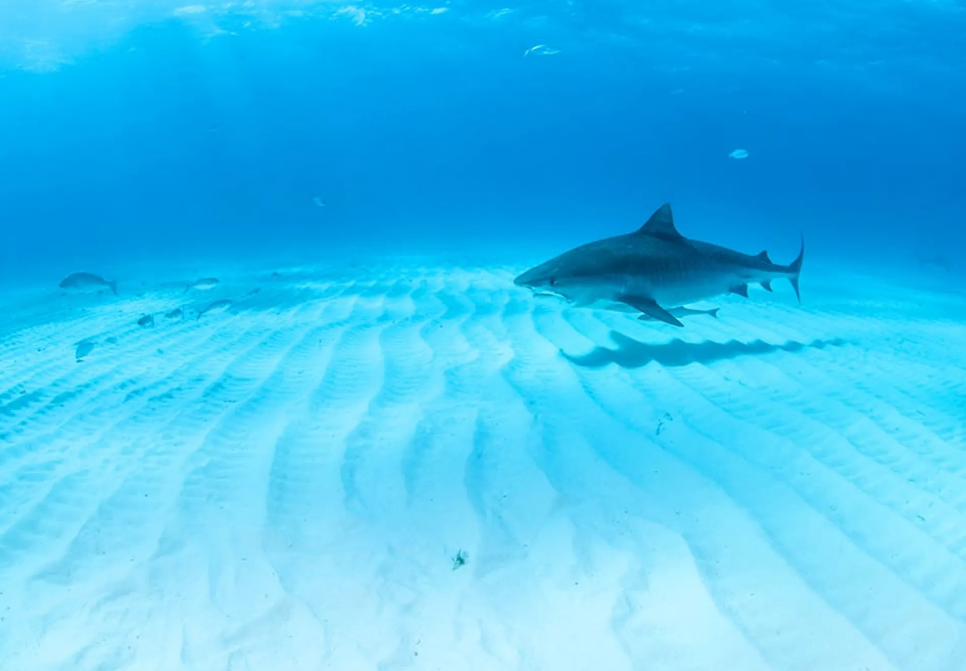 Tiger-shark-at-Bahamas