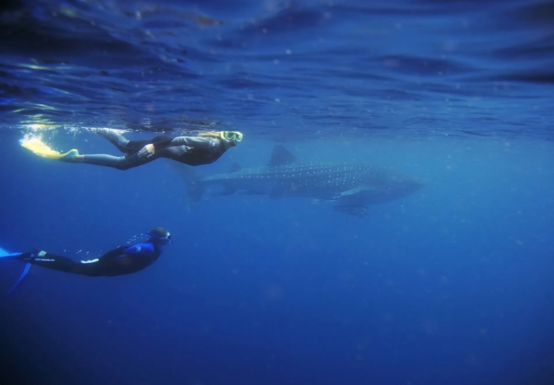 Whale-Sharks