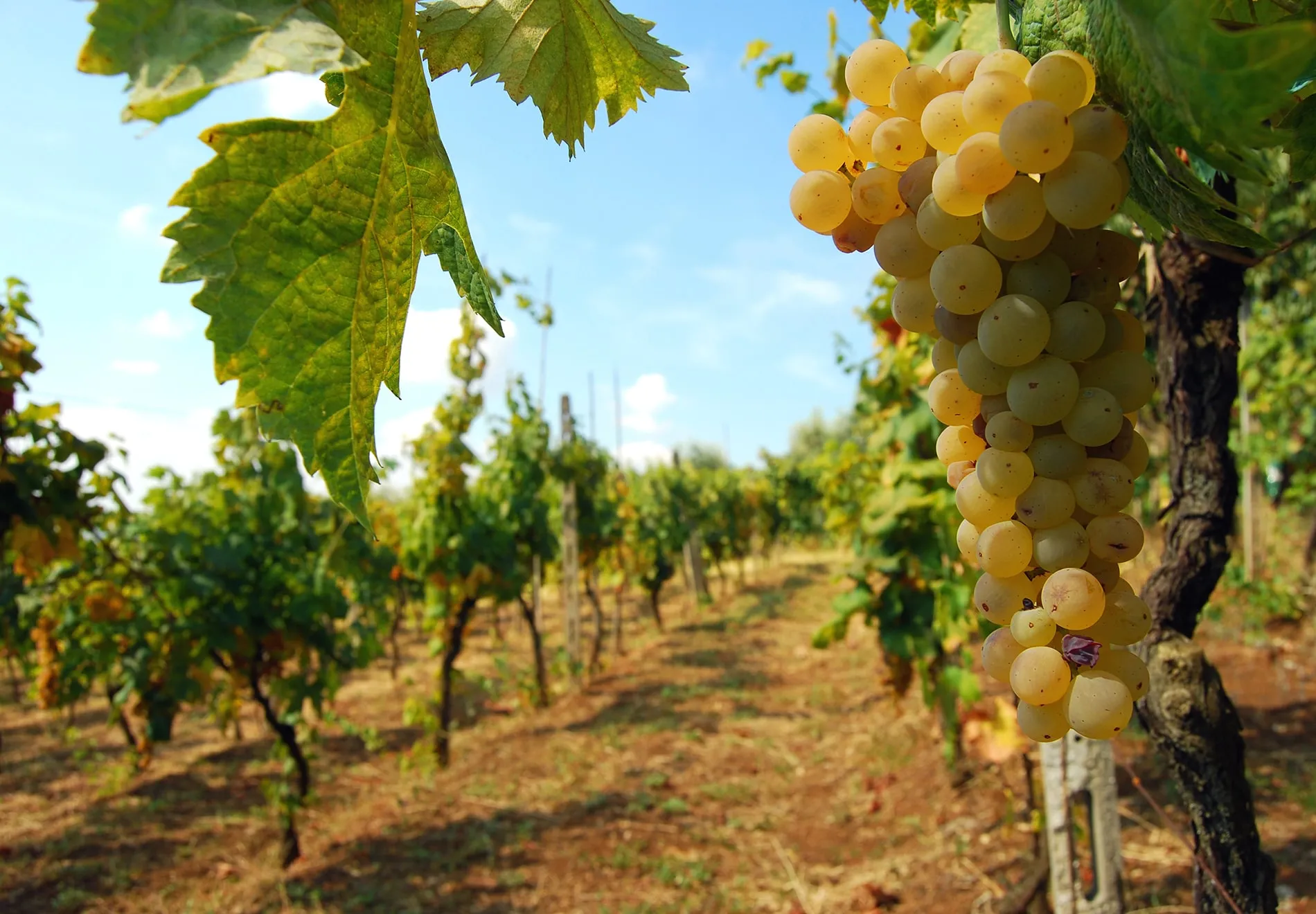 Malvazija (Istrian white wine)