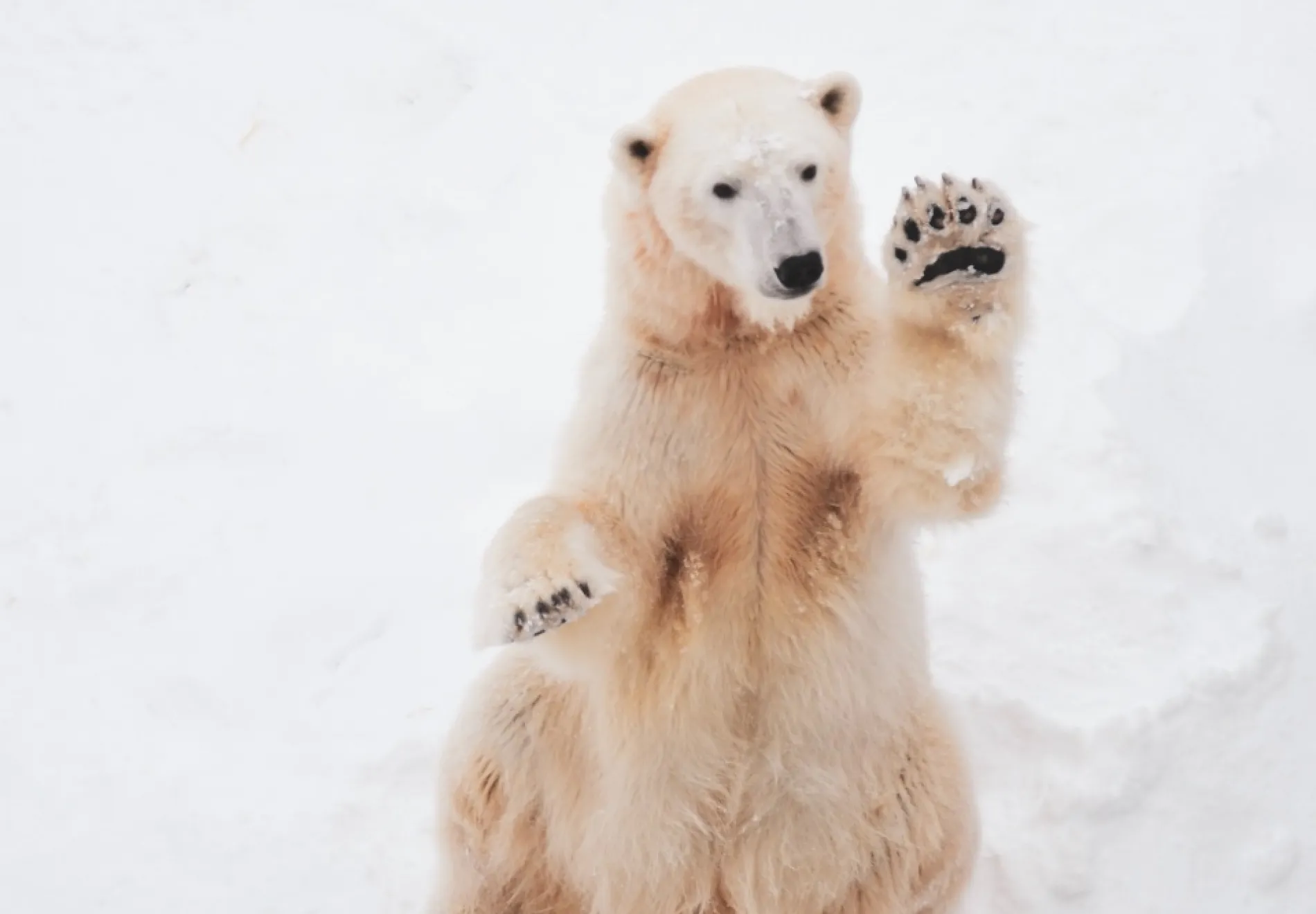 polar-bear