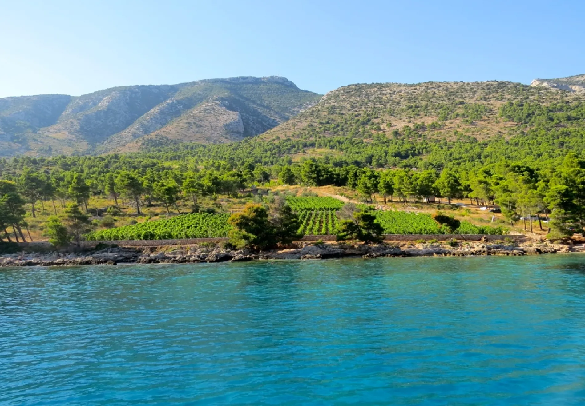 wineyard bol brač.