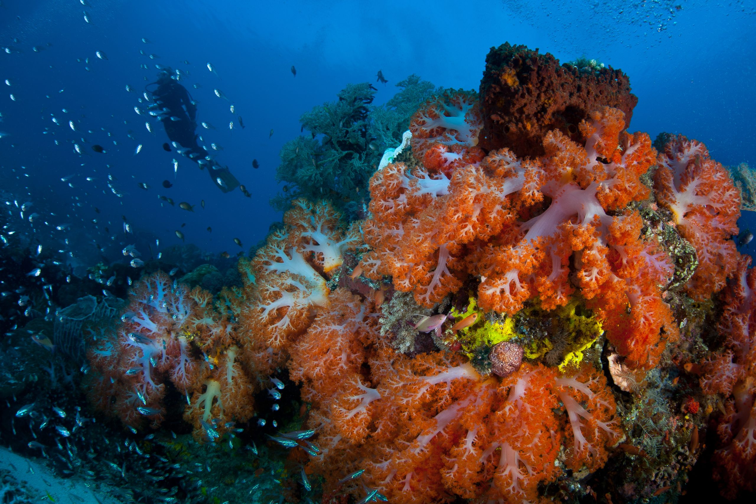 Underwater coral, Indonesia