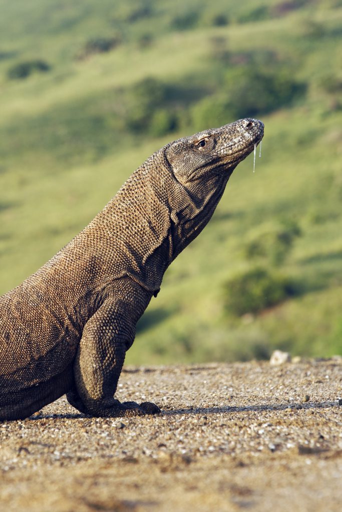 Komodo dragon, Indonesia
