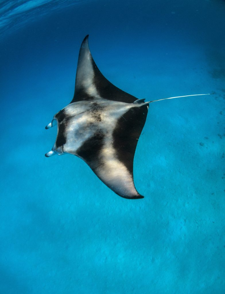 Manta