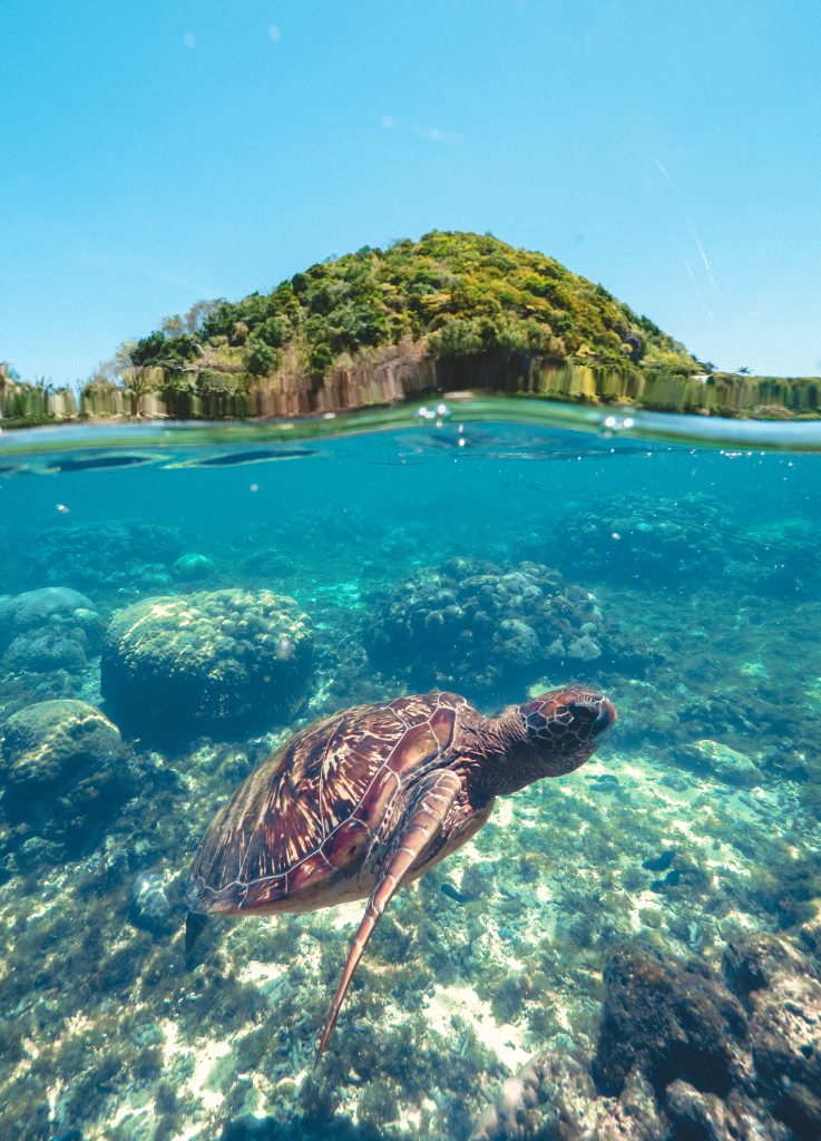 Turtle, Indonesia
