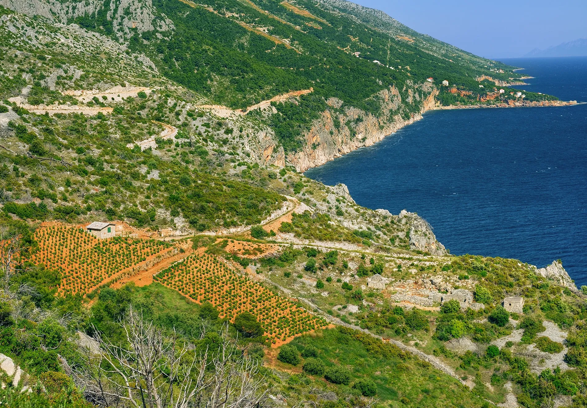 Nature and Cultural Excursions Delve into Croatia’s history and natural wonders with tours that take you through lavender fields on Hvar Island, olive