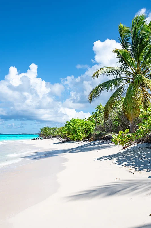 A tropical beach with white sand, turquoise water, lush green plants, and a palm tree under a bright blue sky with fluffy clouds.
